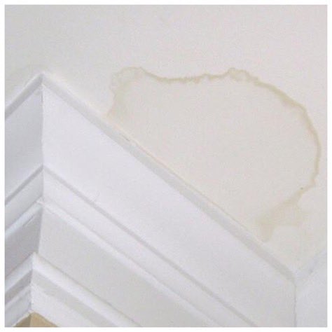 她突失智忘记名字 竟是家中霉菌害的