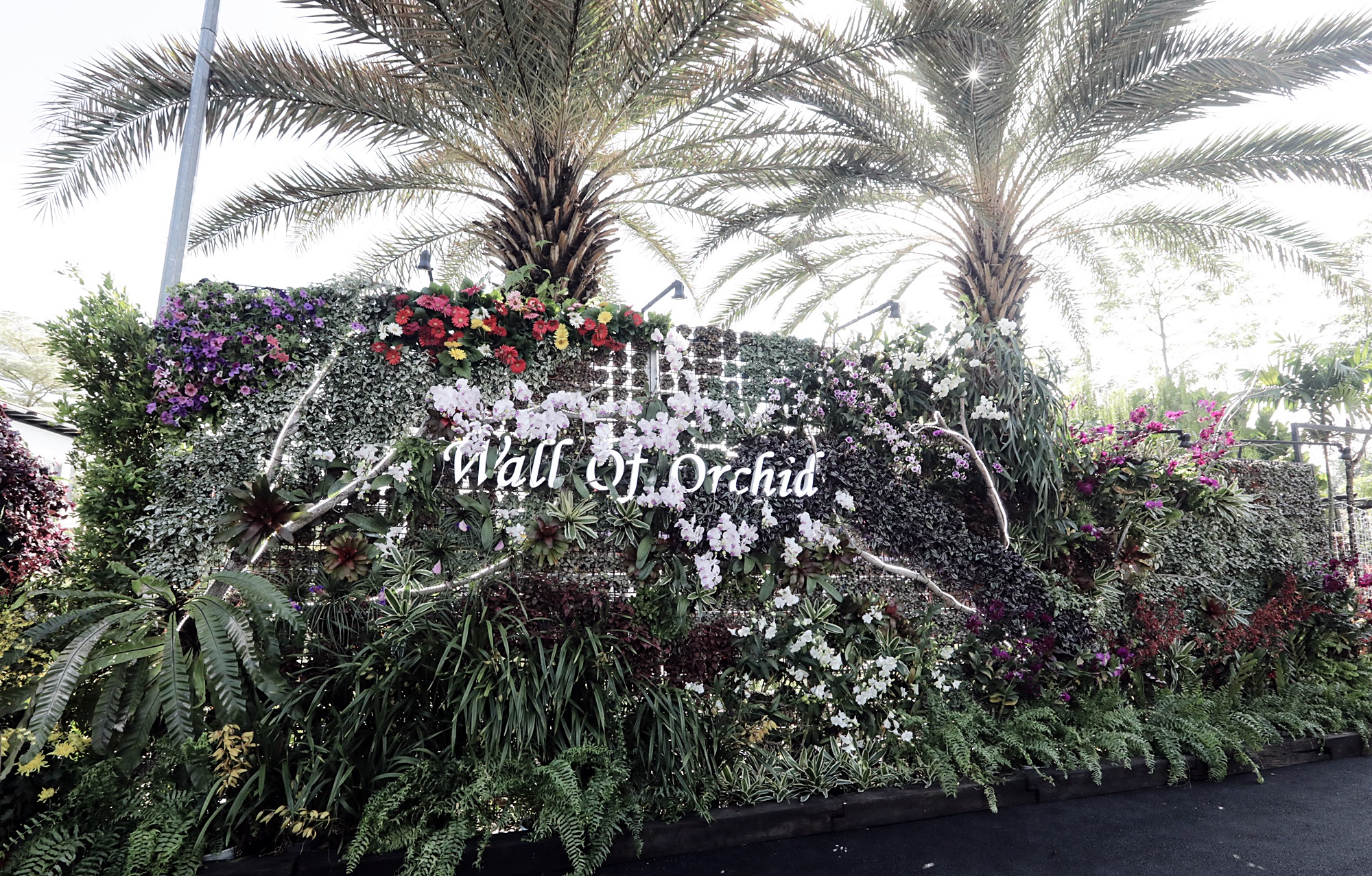 封面-大都会-布城皇家花卉展 11图