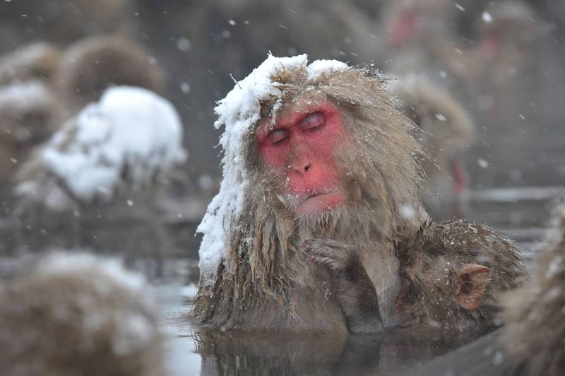 拼盘／为何人类能说话猴子却不行 日本研究：喉咙1个构造有无影响大