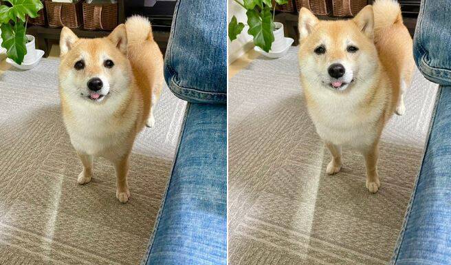 拼盘／主人大啖美食 柴柴泪眼汪汪：我也想吃