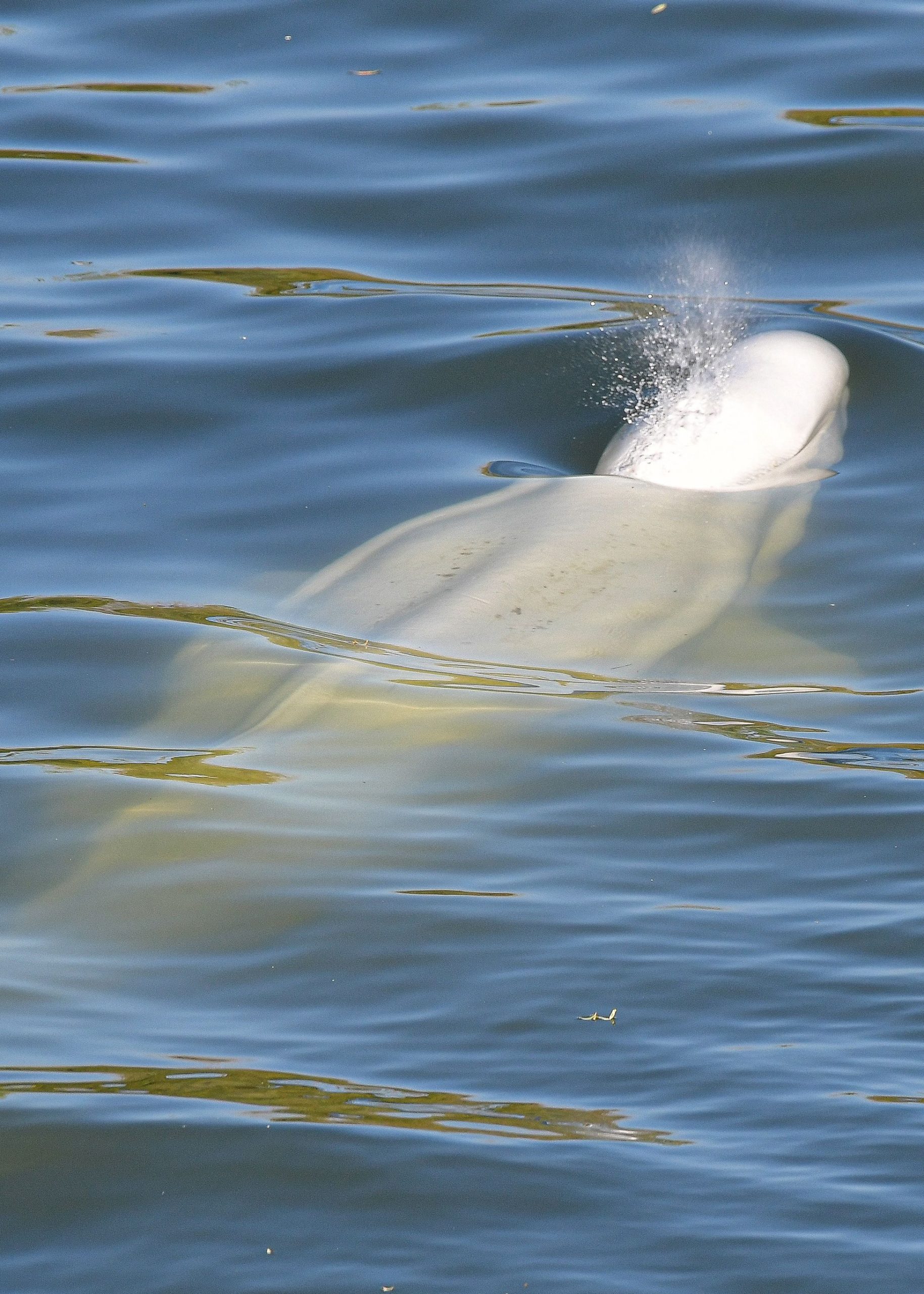 拼盘/白鲸误入塞纳河 法国抢救准备施打维生素
