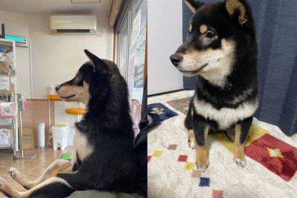 拼盘/黑柴“挺腰端坐”等看诊 太优雅吓坏网:工读生?