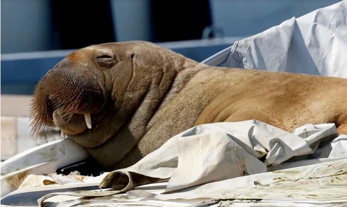 挪威考虑对成为奥斯陆新宠的瞇瞇眼女神海象实施安乐死