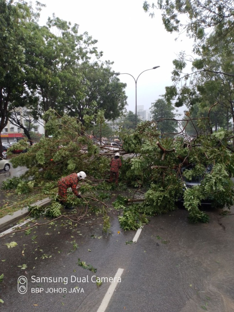 柔：30尺大树倒下砸坏车，横搁路中阻挡车辆