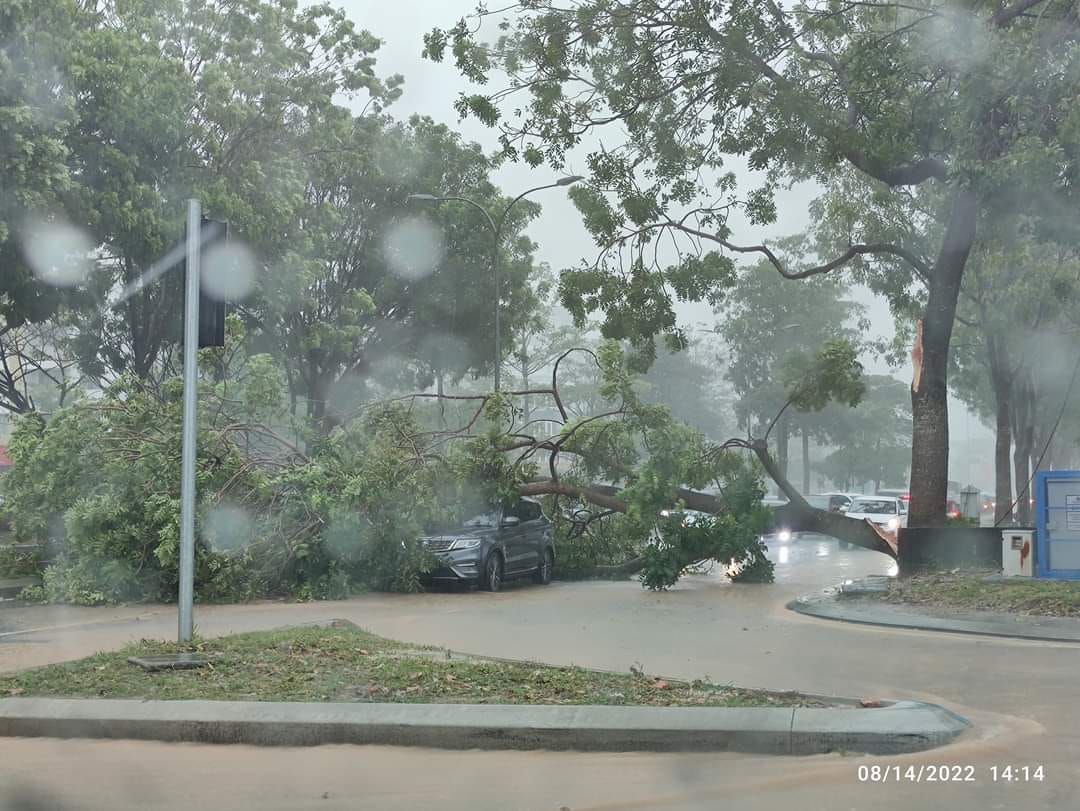 柔:30尺大树倒下砸坏车,横搁路中阻挡车辆