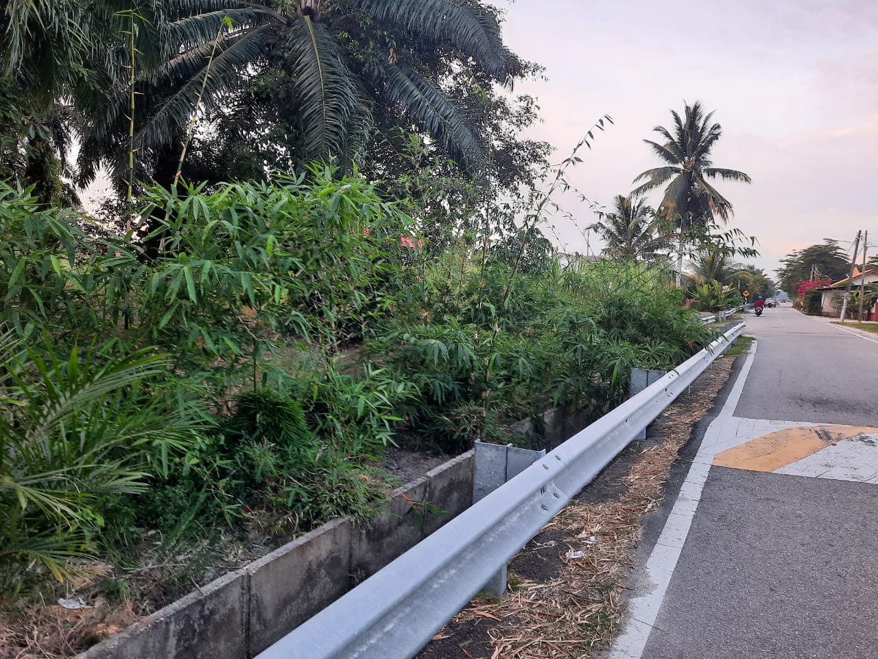 柔:民生特工队:住宅区旁竹子丛生,刮风下雨时折断