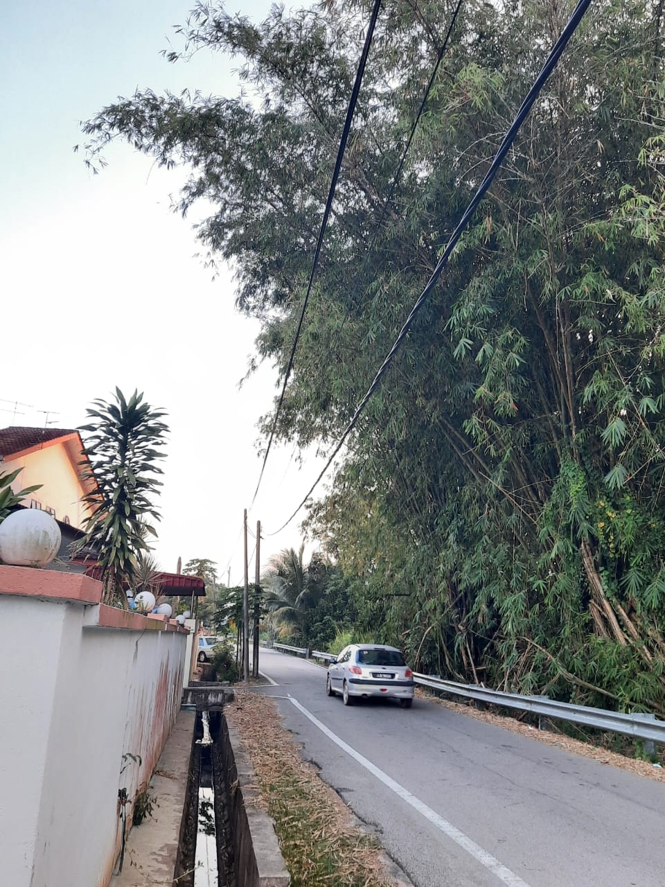柔:民生特工队:住宅区旁竹子丛生,刮风下雨时折断
