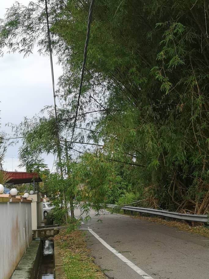 柔:民生特工队:住宅区旁竹子丛生,刮风下雨时折断