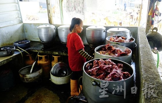            榴梿园里的众生缘，浪浪安身的天地