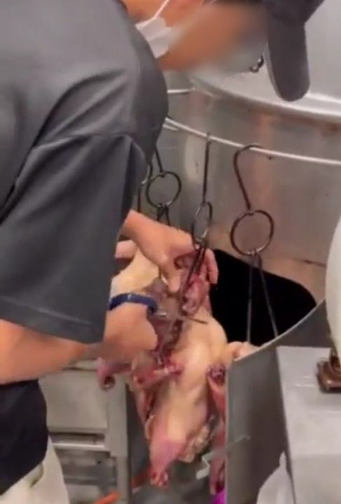  独家|  马来餐馆员工提饭桶器皿到华裔饭店引疑  华裔业者：跟他们拿鸡骨剩饭而已