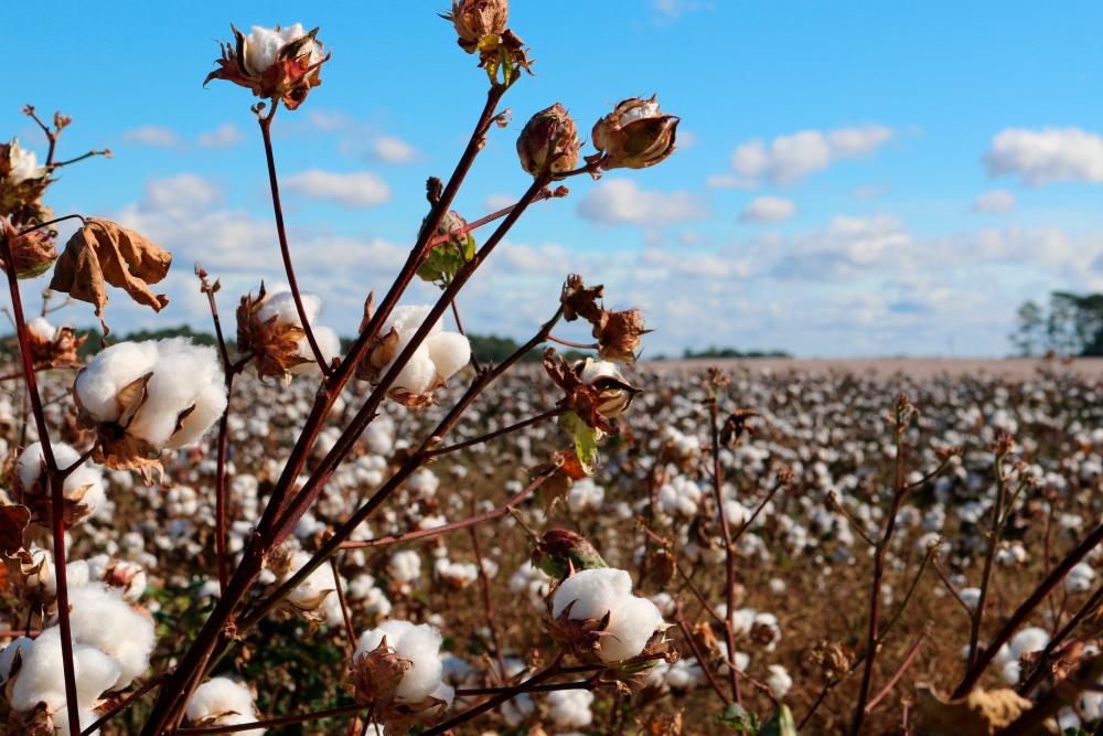 看世界 加州学校采棉花教奴隶史 非裔少女受创求偿111万