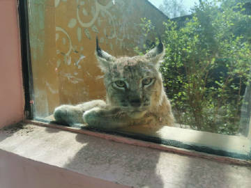 网红猞猁“天线宝宝”成功回归大自然
