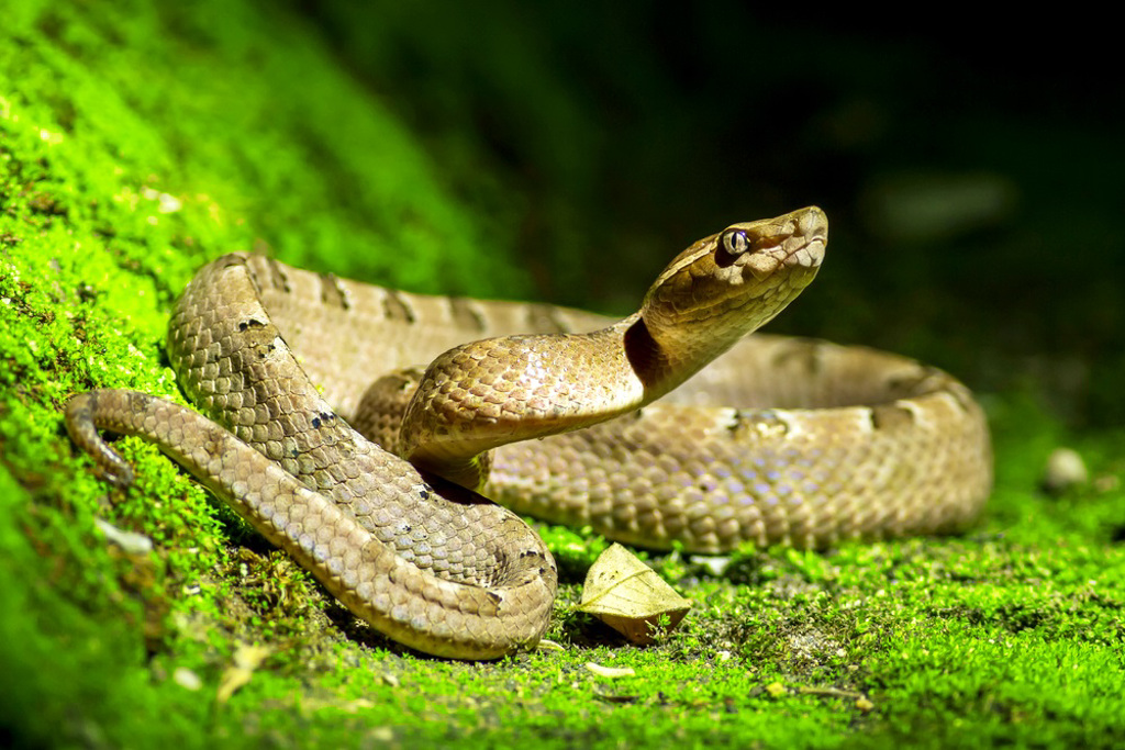 被蛇咬了怎么办？两岁萌娃惊人复仇