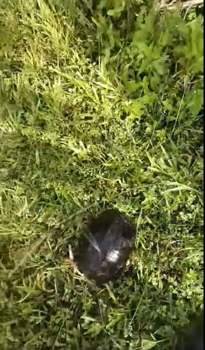 警察遇小乌龟过马路·停车助乌龟快速过马路