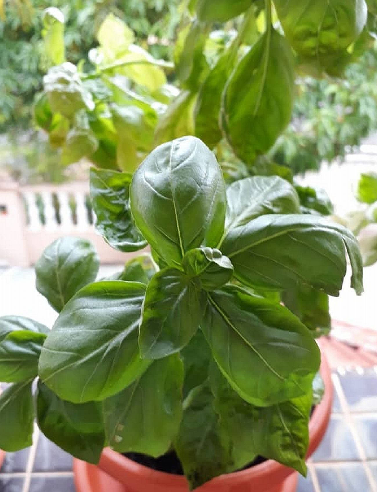 说故事的人记录葡村事迹