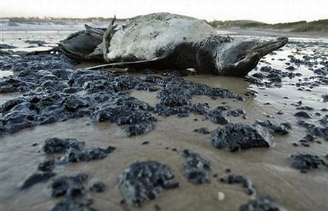 难挡毁灭性飓风侵袭! 近600只企鹅尸体被冲上沙滩