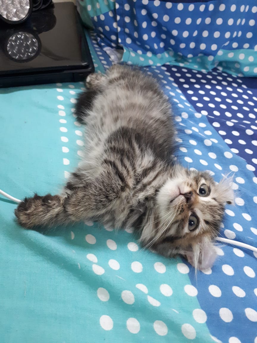 霹：20日见报／封底主文／【我家萌竉】爱上猫