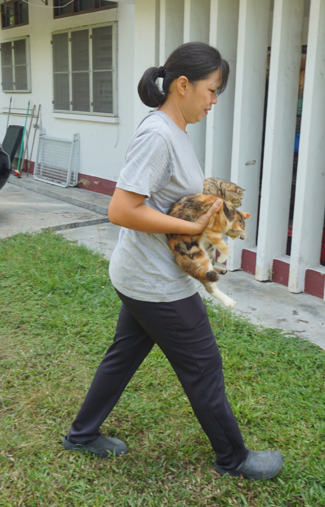 霹：20日见报／封底主文／【我家萌竉】爱上猫
