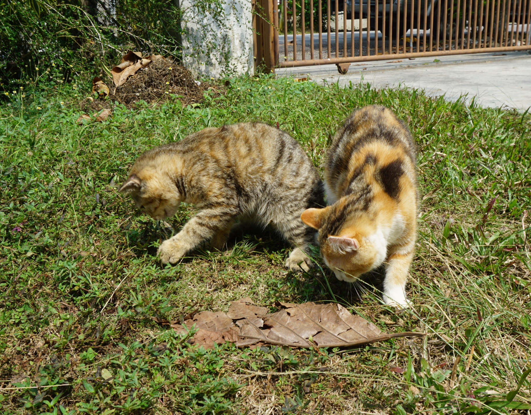 霹:20日见报/封底主文/【我家萌竉】爱上猫