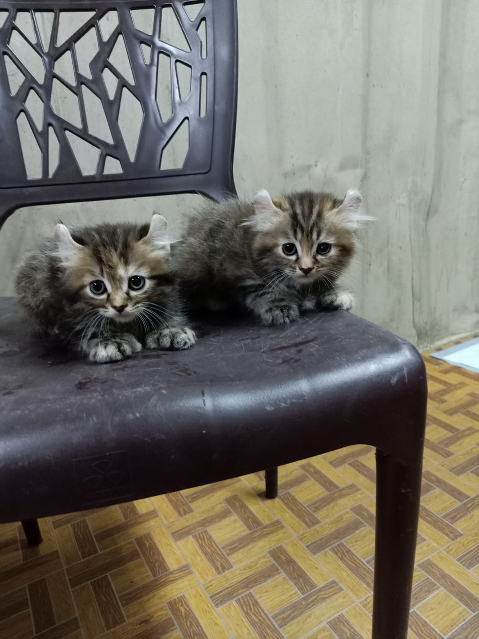 霹：20日见报／封底主文／【我家萌竉】爱上猫