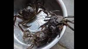 高温导致大闸蟹厌食死亡 阳澄湖减产30%