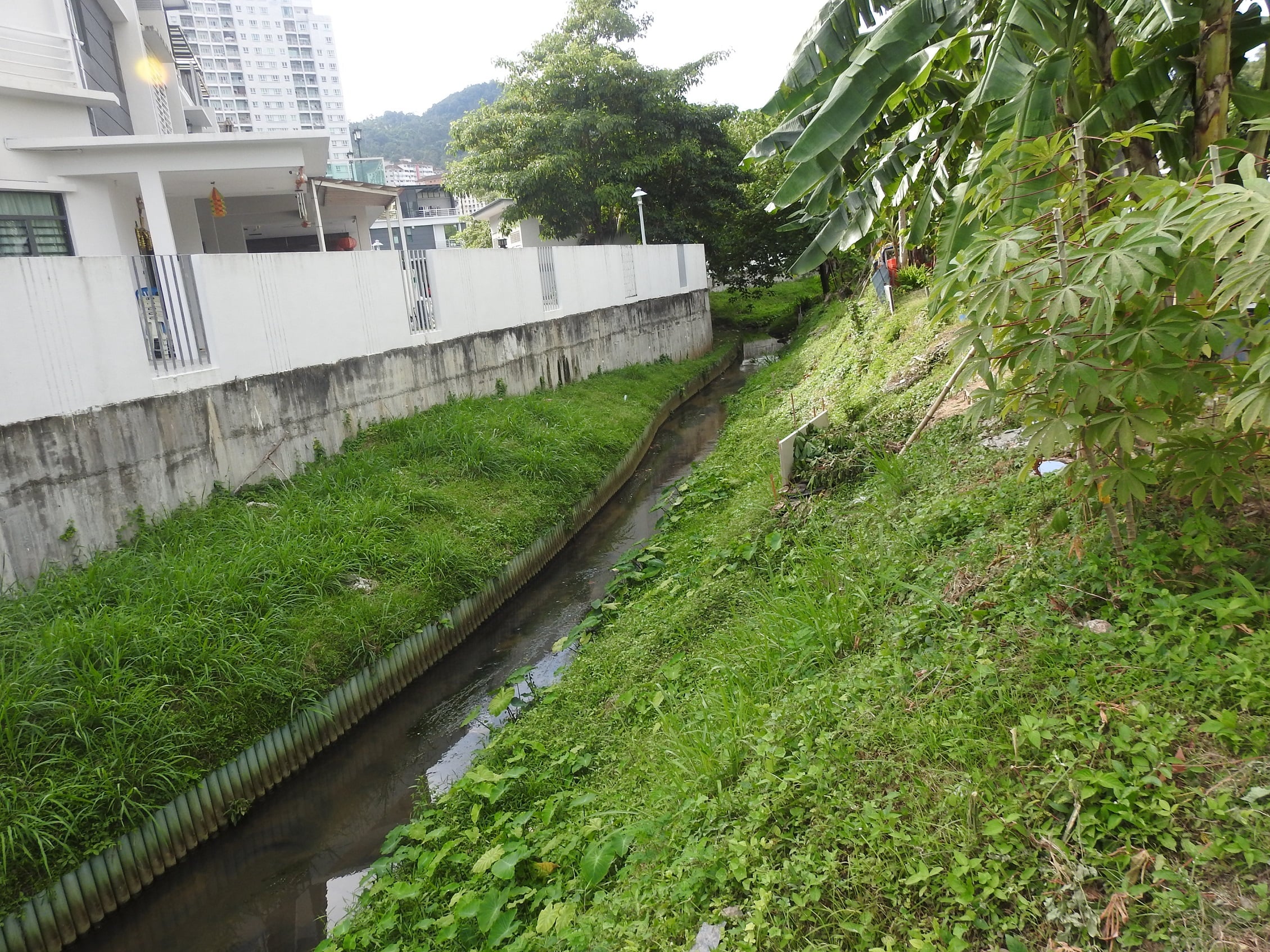 (24/8/有故事的人)青青溪边草