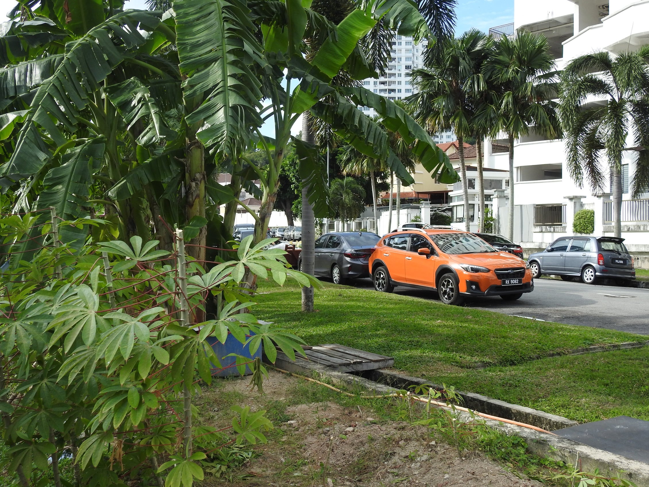 (24/8/有故事的人)青青溪边草