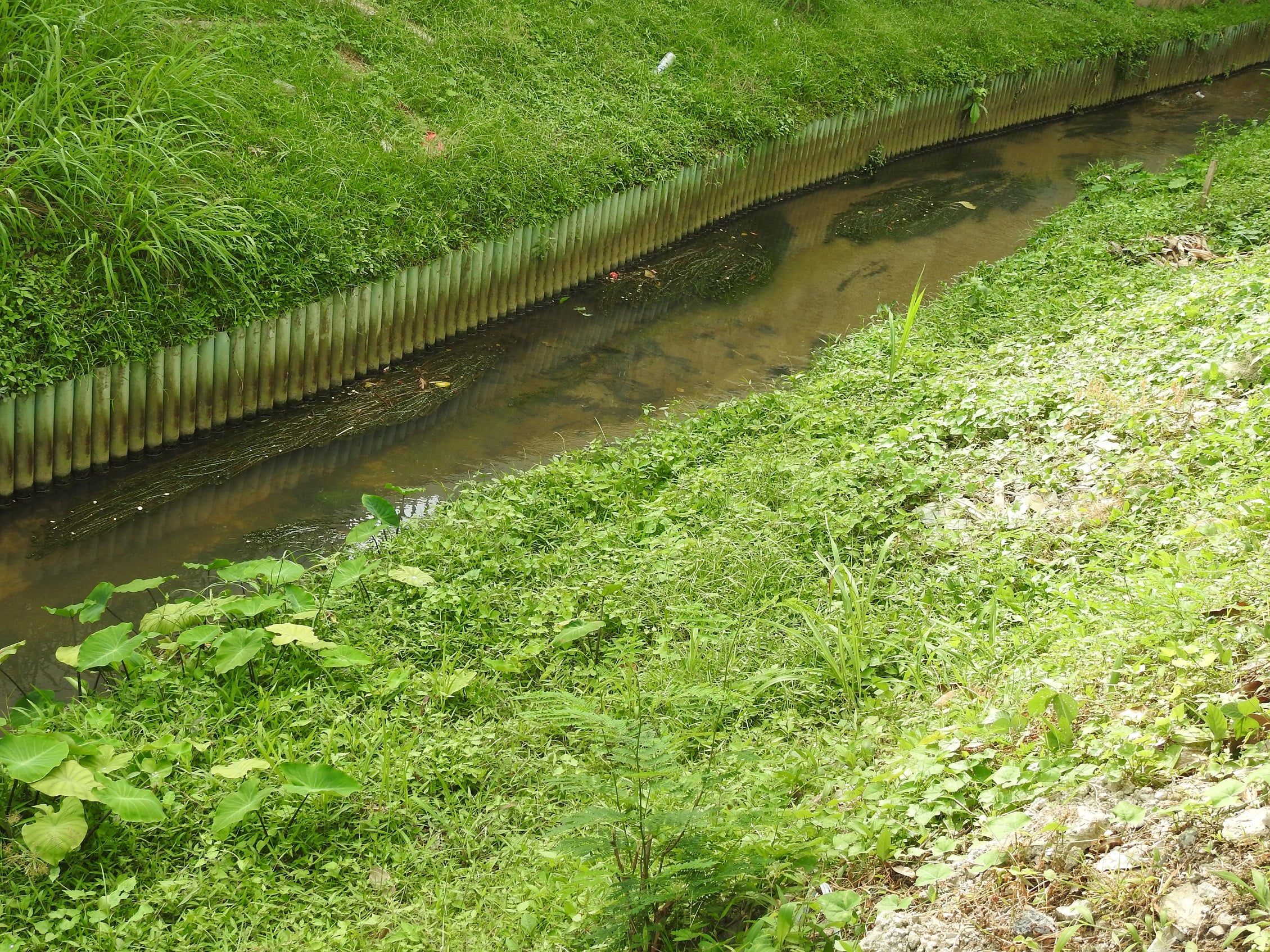 (24/8/有故事的人)青青溪边草