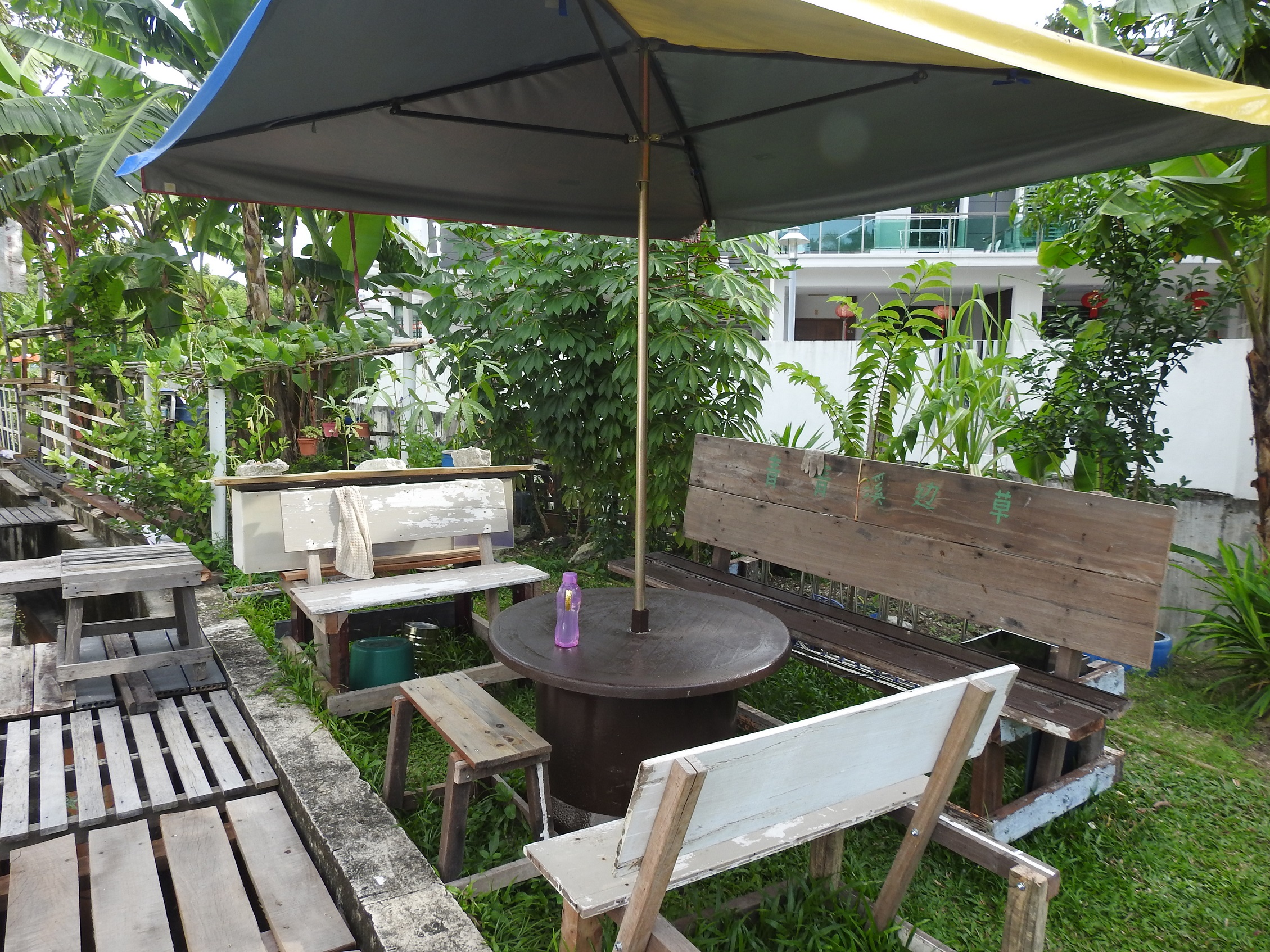 (24/8/有故事的人)青青溪边草