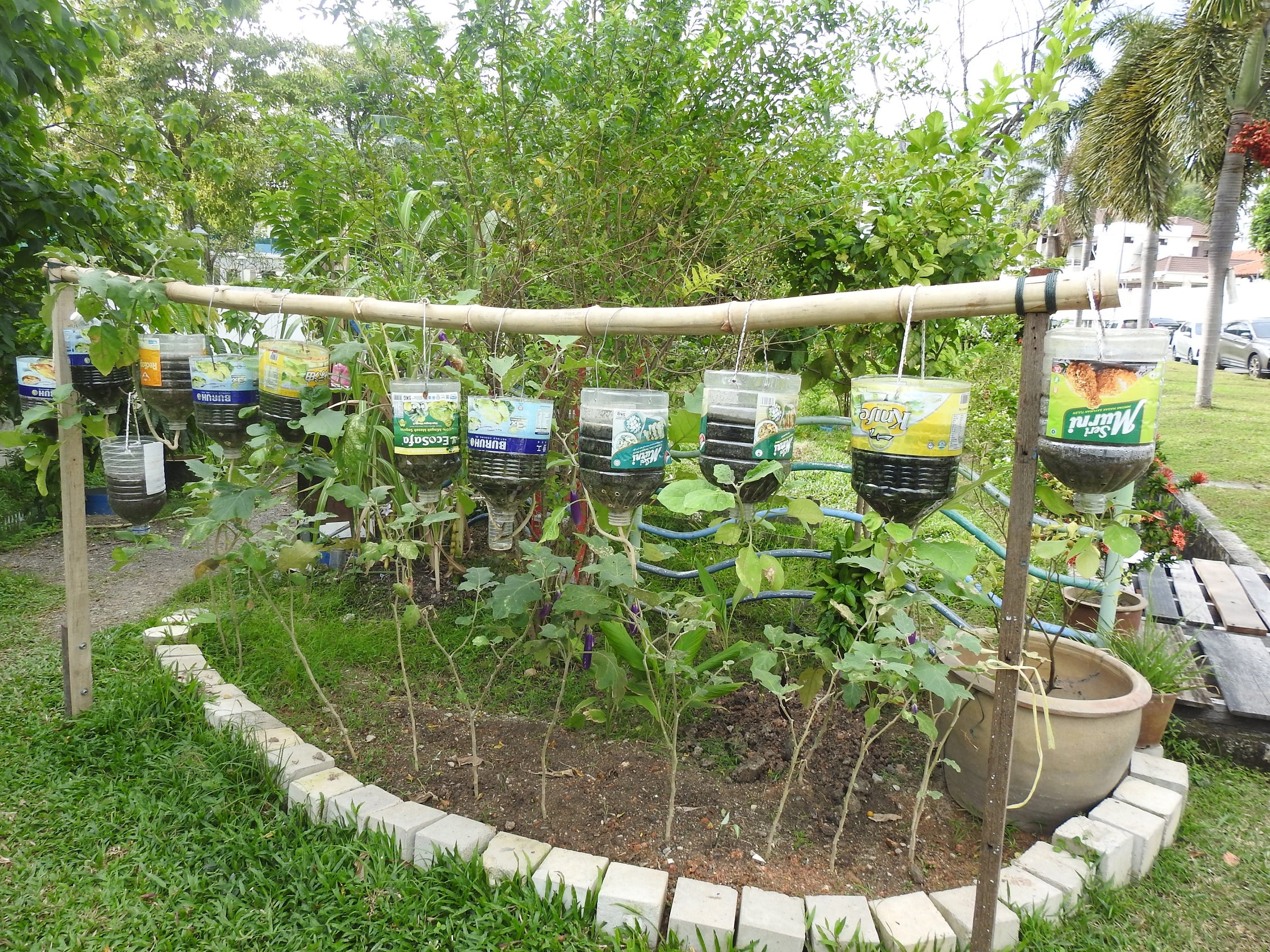 (24/8/有故事的人)青青溪边草