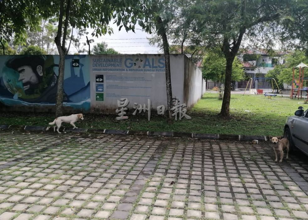（古城封面主文）爱极乐柏迈逾10野狗遇害 邓永森促停止杀害野狗
