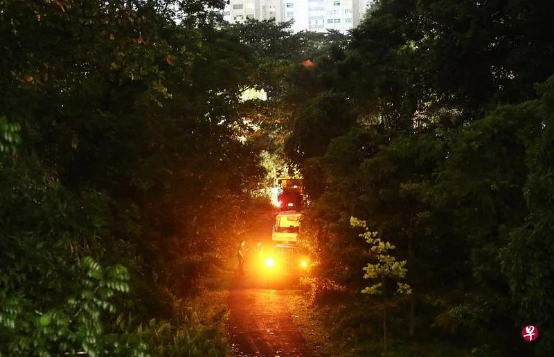 狮城民众俱乐部一老树雨后倒塌 3人送院