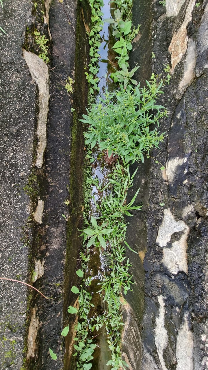 NS 芙蓉:沟渠损毁、积水滋长蚊虫 | 老翁4年来的投诉都石沉大海