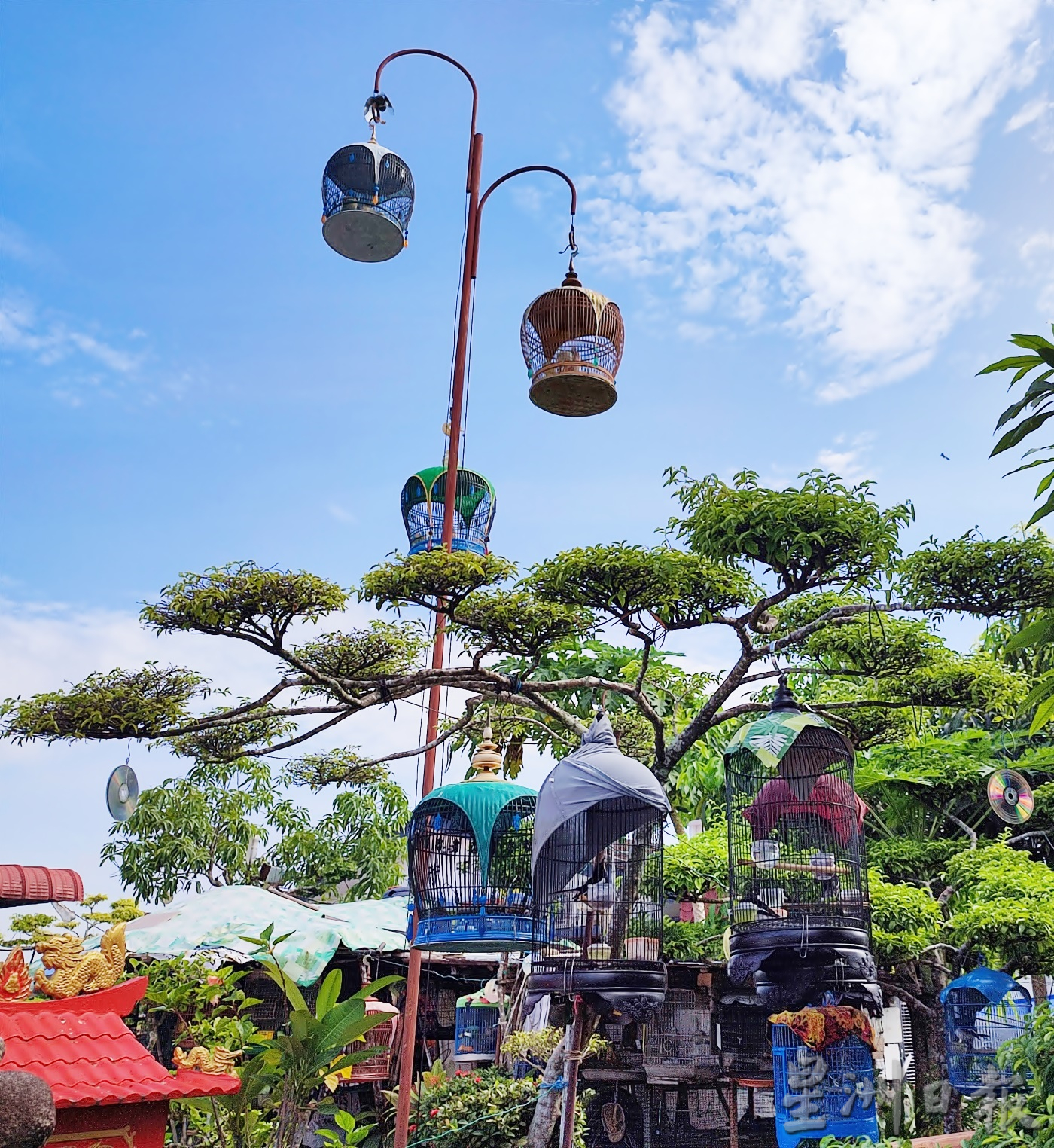 pk【我家萌宠】★8月13日刊登/大霹雳封底主文//王东发 盆栽换鸟悠然逍遥