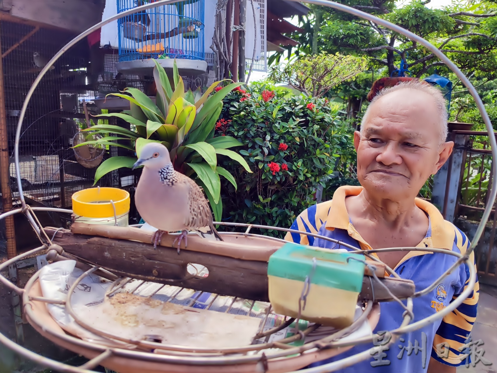 pk【我家萌宠】★8月13日刊登/大霹雳封底主文//王东发 盆栽换鸟悠然逍遥