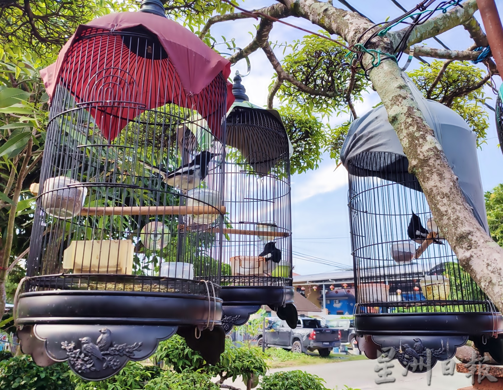 pk【我家萌宠】★8月13日刊登/大霹雳封底主文//王东发 盆栽换鸟悠然逍遥