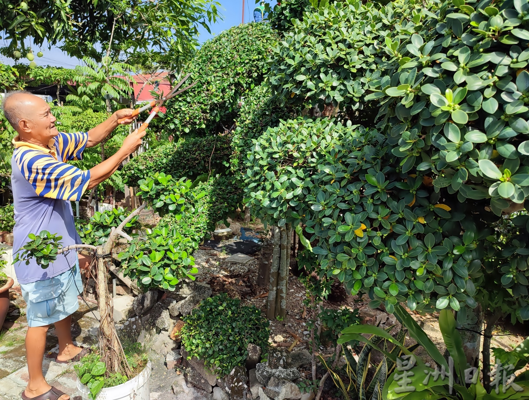 pk【我家萌宠】★8月13日刊登/大霹雳封底主文//王东发 盆栽换鸟悠然逍遥