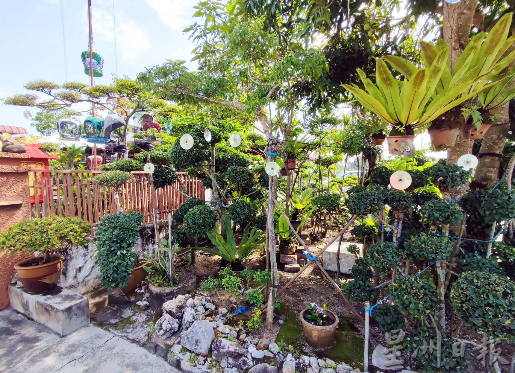 pk【我家萌宠】★8月13日刊登/大霹雳封底主文//王东发 盆栽换鸟悠然逍遥