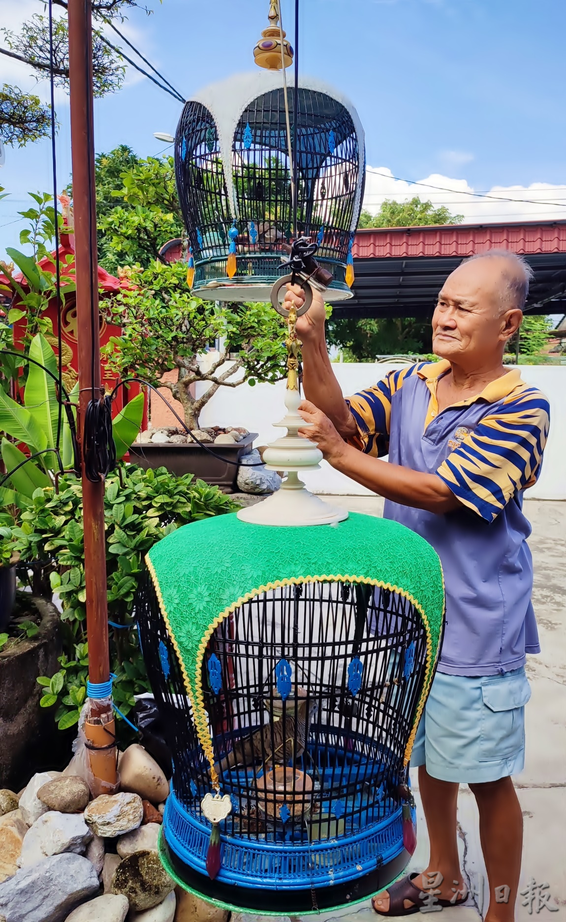 pk【我家萌宠】★8月13日刊登/大霹雳封底主文//王东发 盆栽换鸟悠然逍遥