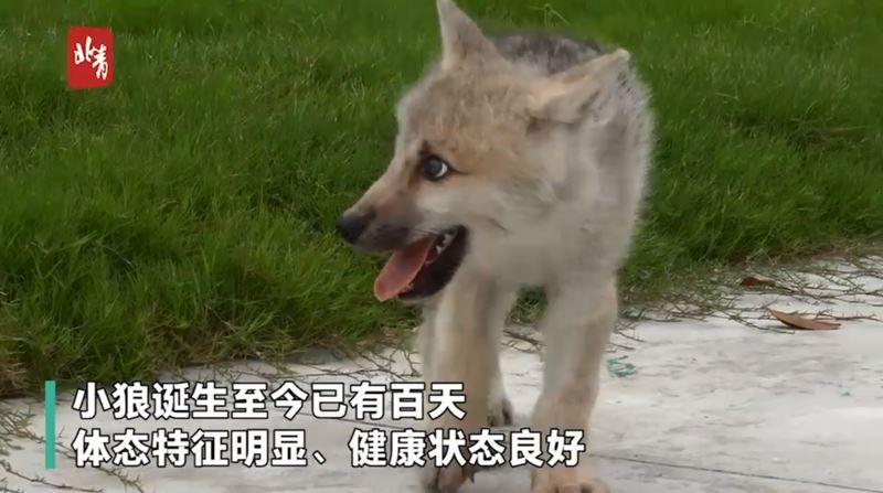 2）全球首只复制北极狼出生满100天　基因公司：第2只近期出生