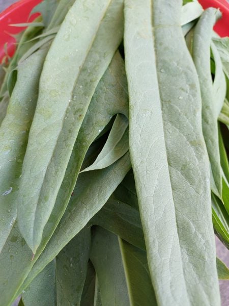 【重拾新村生活法】黄秀仪／味道多元的苦麦菜