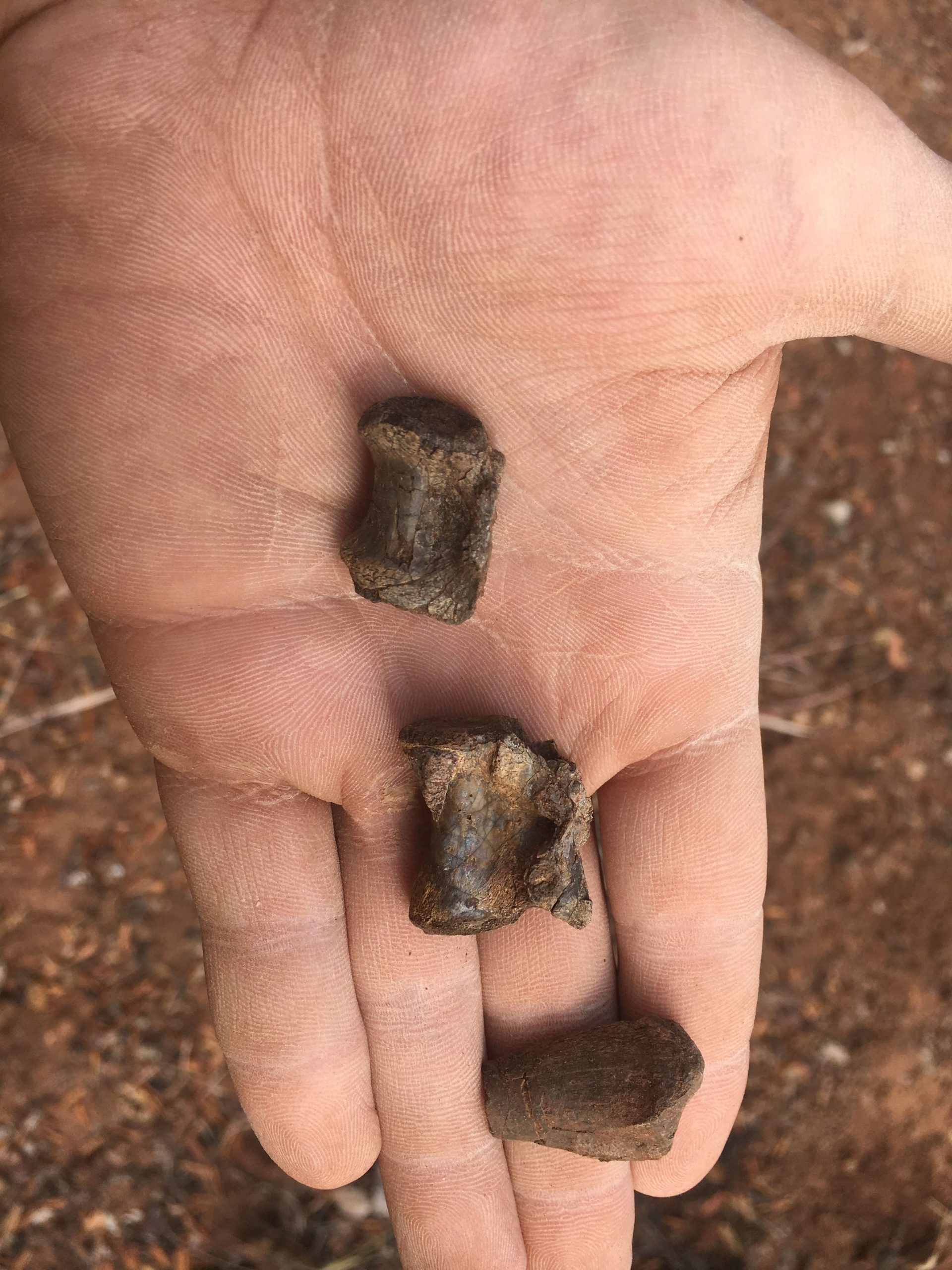 一公尺高长颈两脚行走 非洲最古老恐龙出土津巴布韦