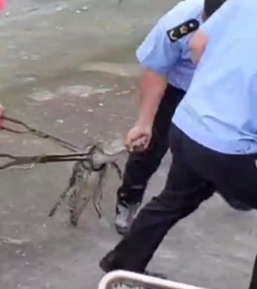 上海黄浦江畔惊现鳄鱼 当局地毯式搜索6天终寻获