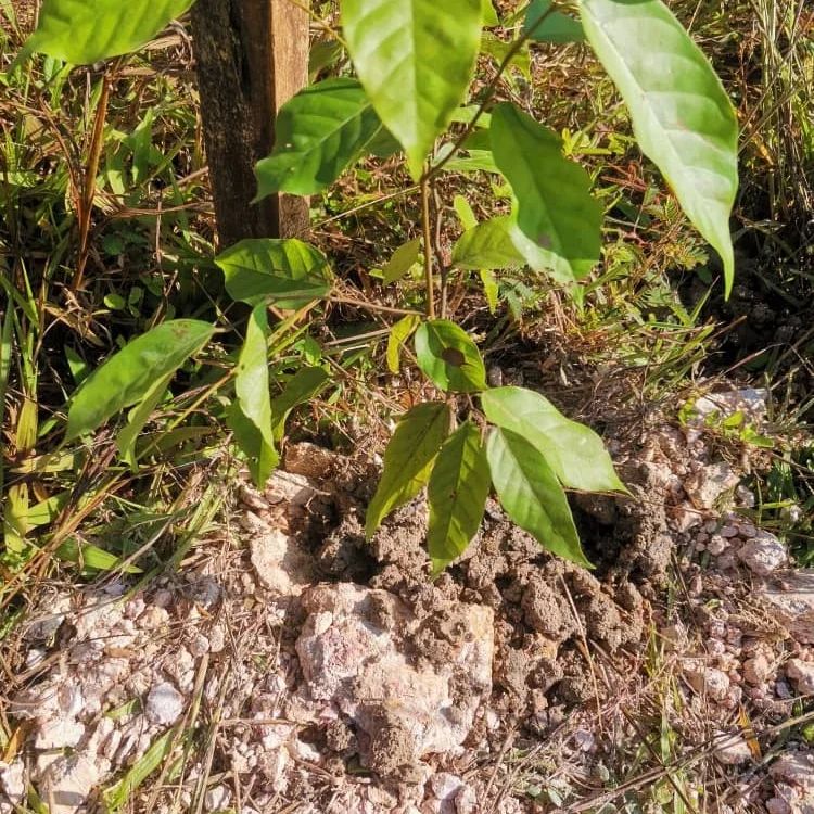 东:彭森林局在文冬中枢大道猛巴卡交通圈周围,栽种180棵树。