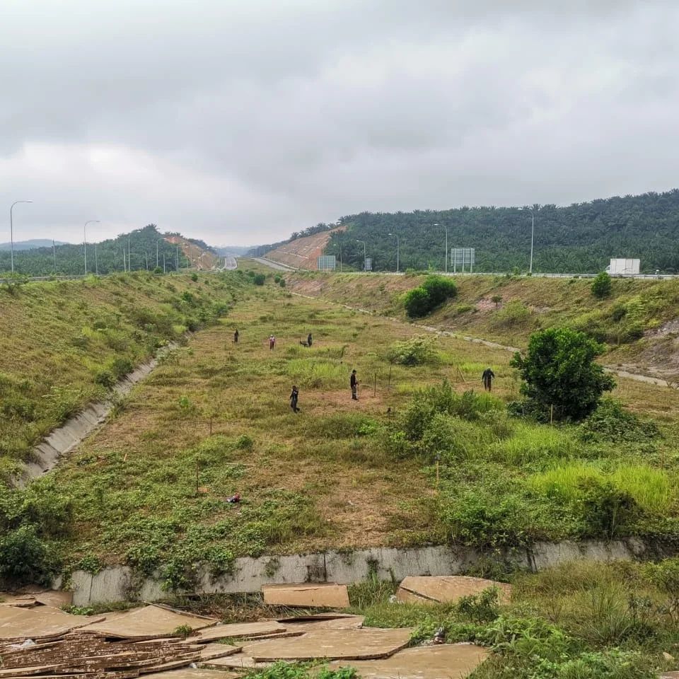 东:彭森林局在文冬中枢大道猛巴卡交通圈周围,栽种180棵树。