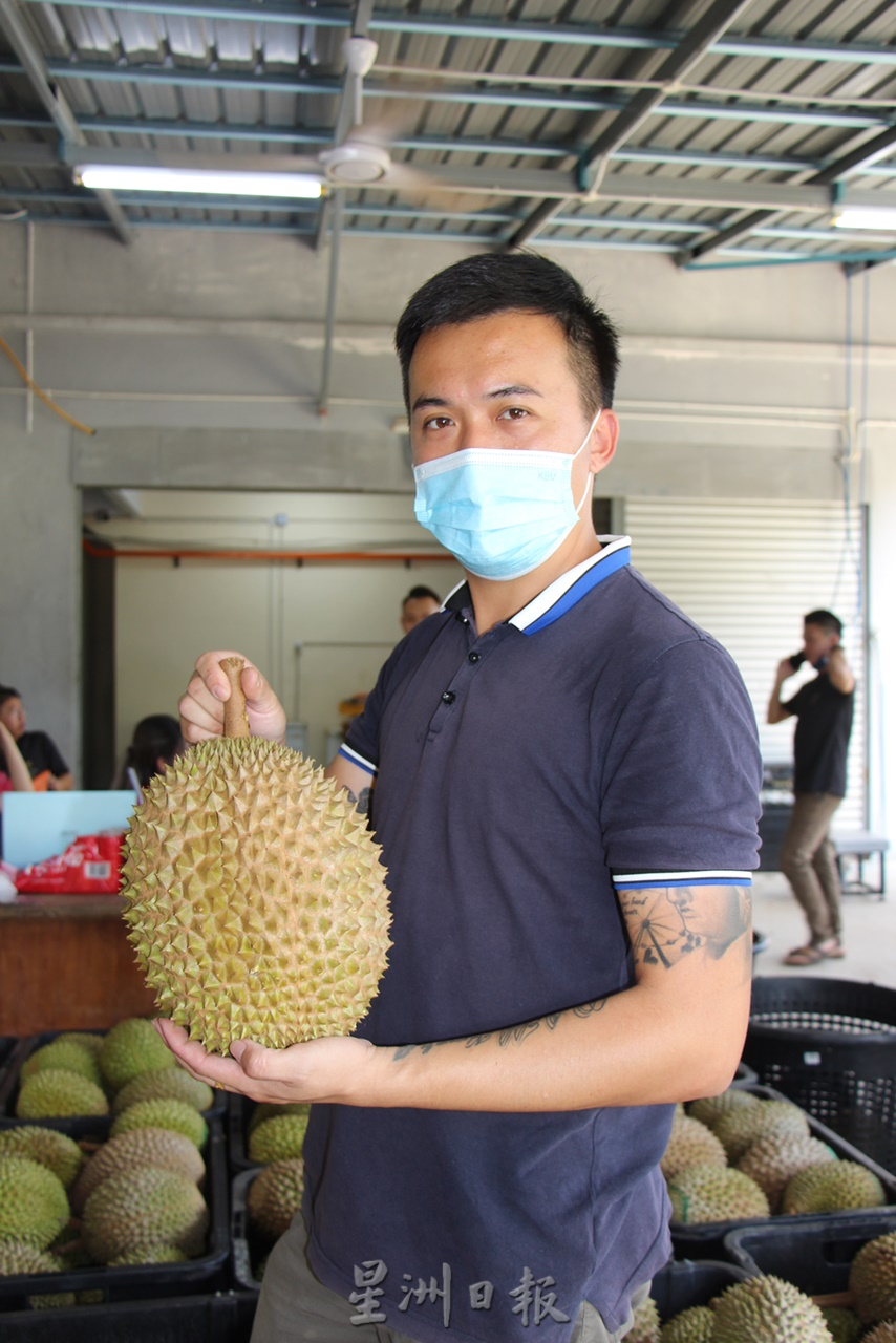 东:榴梿季节变成五个季节,下月中开始榴梿产量将逐月增加