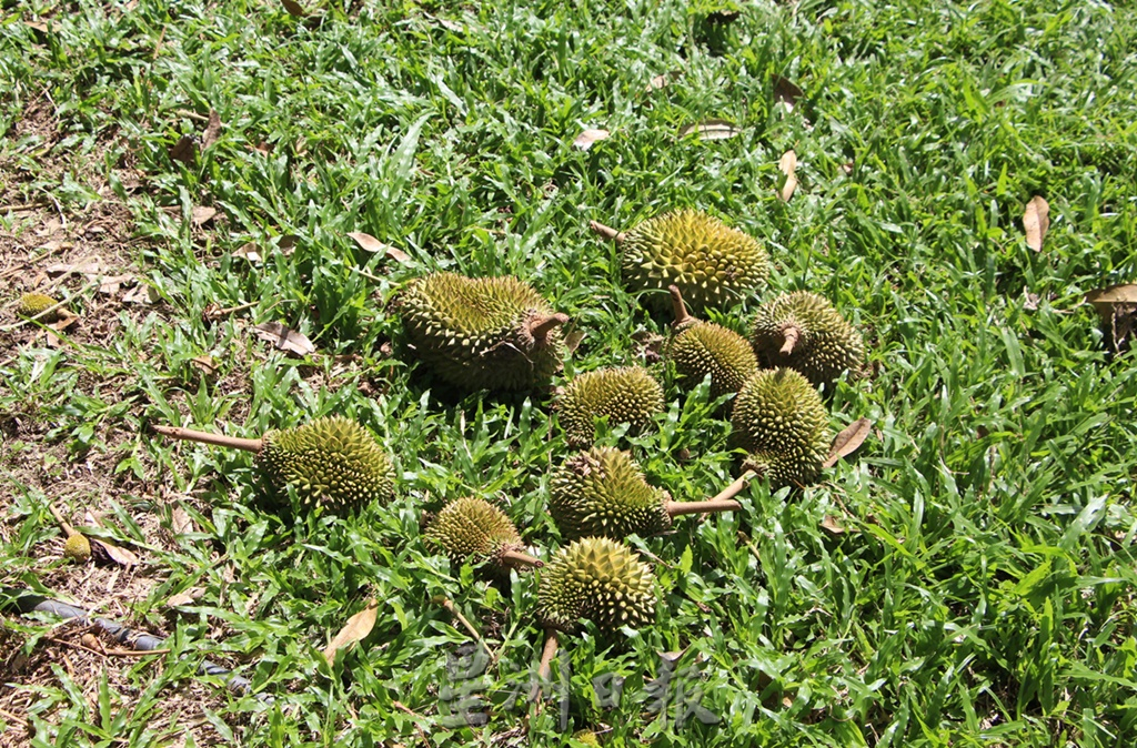东:榴梿季节变成五个季节,下月中开始榴梿产量将逐月增加