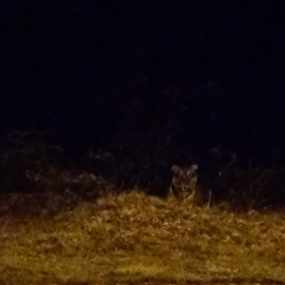 东：老虎出没！大马半岛野生动物保护及国家公园局（PERHILITAN）登州分局在今年8个月内共接到12宗有关老虎出现的投报。