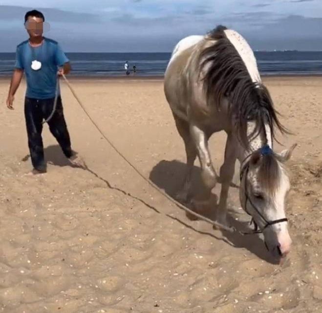  从欧洲骑马回中国 ？男子承认做假“玩大了，要道歉”