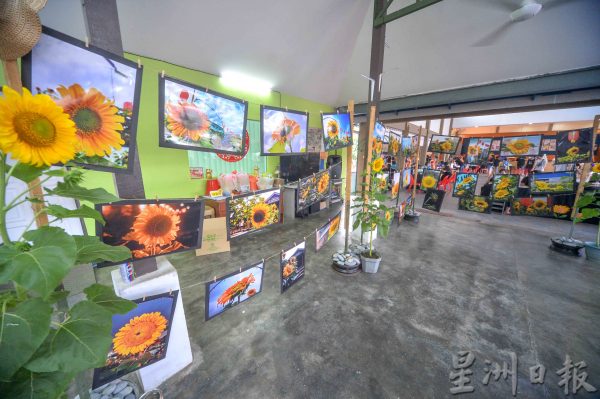 供FB／“万茂向阳祭”音乐会全场嗨翻天